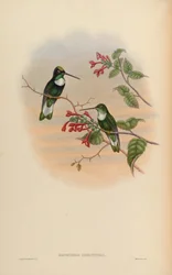 Bourcieria昆虫属= Coeligena torquata昆虫属